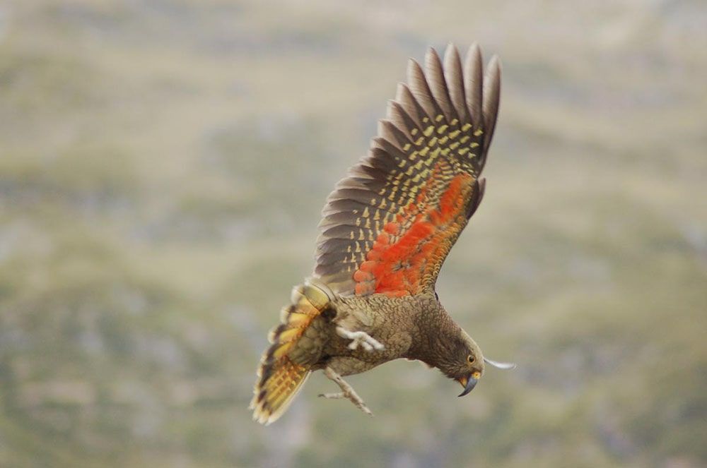 عکاسی از پرنده Kea ای که در حال پرواز است